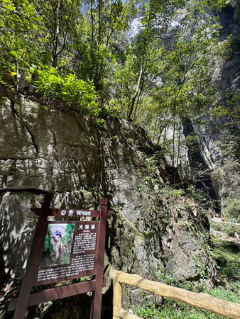 Chongqing, China - March 29 2024:  Description label about "Gorilla" is on display in the Three Natural Bridges of Wulong Karst National Geology Park in Chongqing, China.のeditorial素材