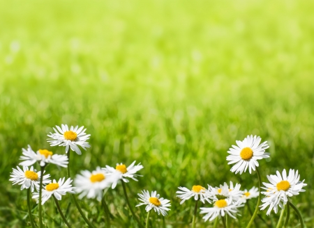 Daisies on a Sunny Lawn with Copy Spaceの写真素材