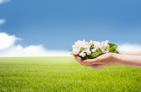 Handful of Spring Apple Blossom in a Sunny Fieldの写真素材