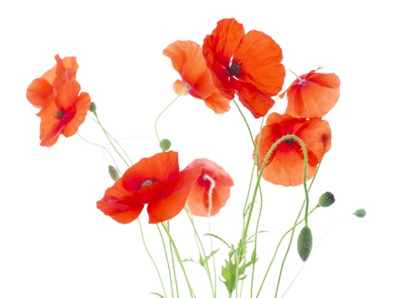 Corn Poppies with Seed Pods and Buds   Papaver Rhoeas の写真素材