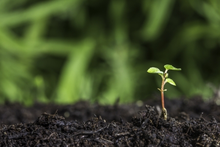Close up of a new seedling sprouting from the ground with vivid green bokeh backgroundの写真素材