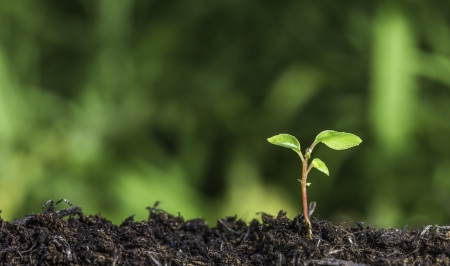 Close up of a young plant sprouting from the ground with green bokeh backgroundの写真素材