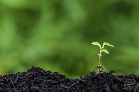 Close up of seedling sprouting from the ground with green bokeh backgroundの写真素材