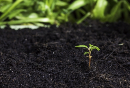 Close up of a new seedling sprouting from the groundの写真素材