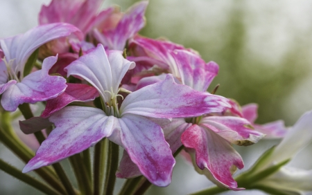 Closeup of a Pretty Pink and White Flowerの写真素材