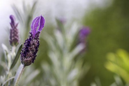 Closeup of a Lavender Flower Against Green Bokeh Backgroundの写真素材