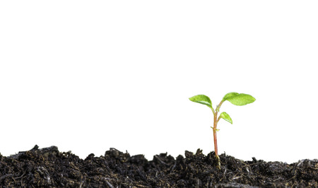 Close up of a young plant sprouting from the ground on white backgroundの写真素材