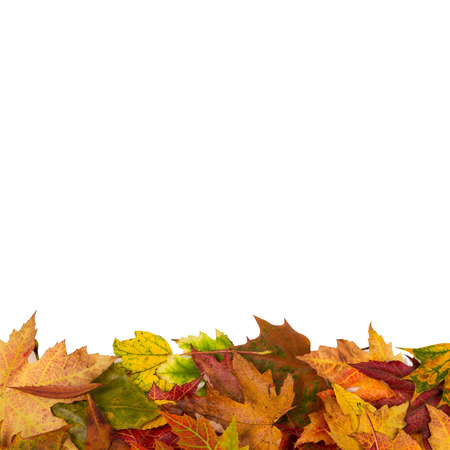 Background frame of isolated colorful autumn leaves top left and bottom right corner perfect for a party or wedding invite or cardの写真素材