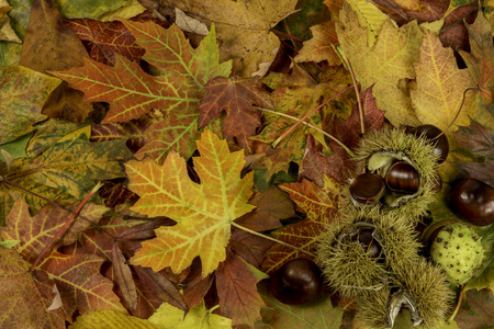 Colorful and bright background with fallen autumn leaves and chestnutsの写真素材