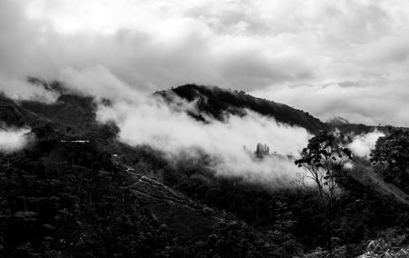 Beautiful monochrome landscape of tea plantation at Santander, Colombia