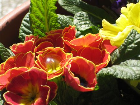 Primula with a water dropの写真素材