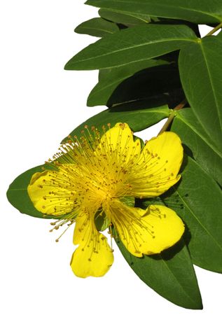 Yellow flower with leaves on blank backgroundの写真素材