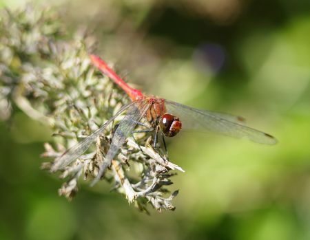 Dragonflyの写真素材