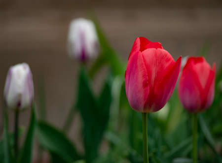 Tulips in a gardenの写真素材