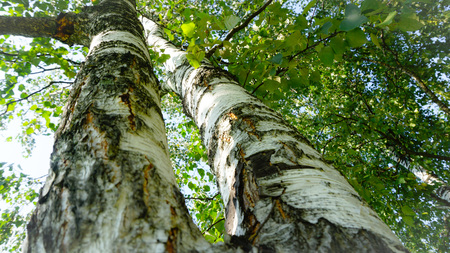 Park in the town with its natureの写真素材