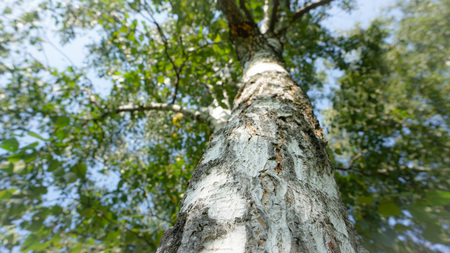 Park in the town with its natureの写真素材