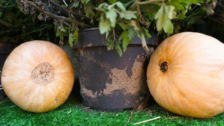 Pumpkin for halloweenの写真素材