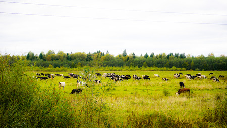 Cows on Meadowの写真素材