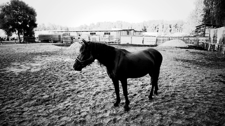 Black and white photoの写真素材