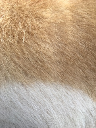 Caucasion shepherdの写真素材