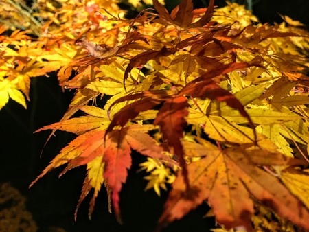Autumn background texture