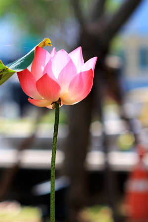 lotusの写真素材