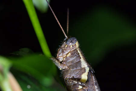 grasshopperの写真素材