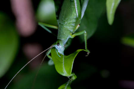 grasshopper