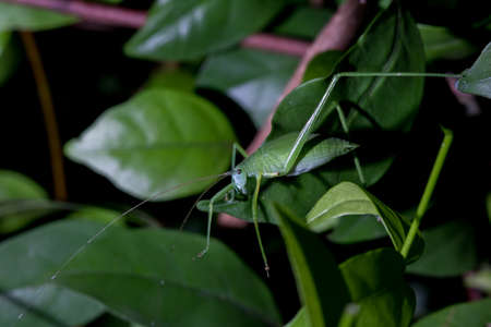 grasshopperの写真素材