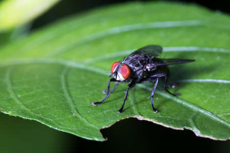 fly