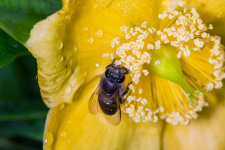 Bee
