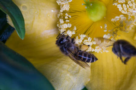Bee