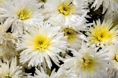 chrysanthemum