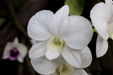 orchidの写真素材