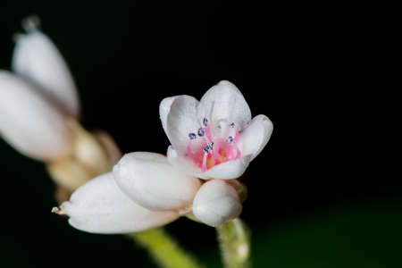 White flower