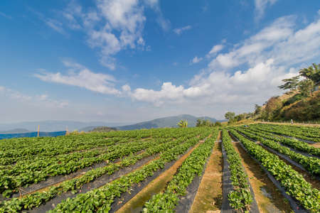 Strawberry Berry Farmの写真素材