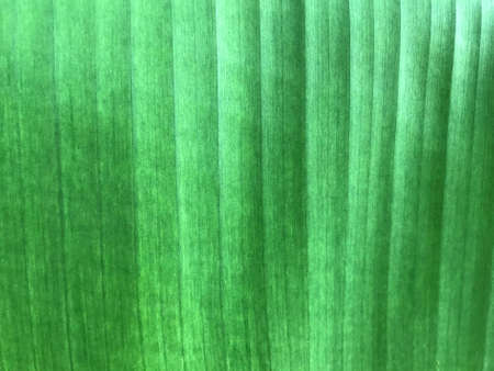 Banana leafの写真素材