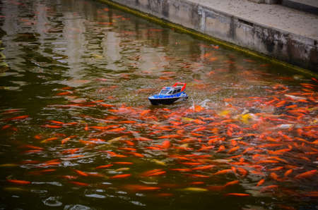 Fish