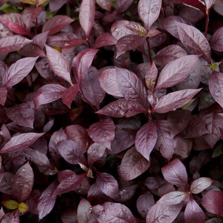 purple leaves background