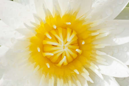 blooming white water lily closeupの写真素材