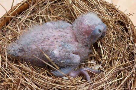 sleepy baby macaw on a pile of strawの写真素材