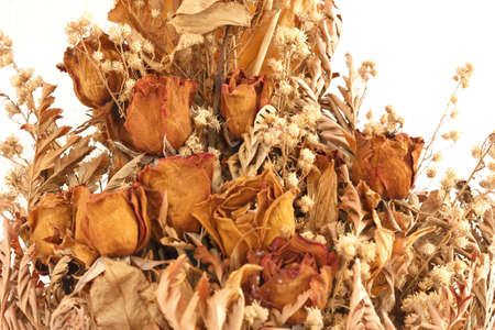 bouquet of dried withered roses on white backgroundの写真素材