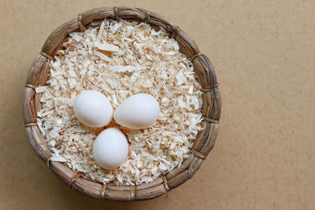 sun conure bird eggs in the basketの写真素材