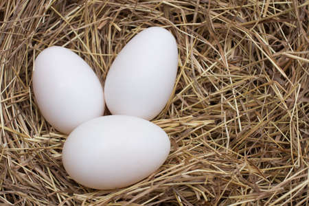 blue eyes cockatoo bird eggs on strawの写真素材