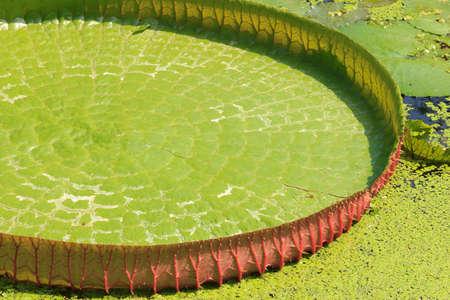 verdurous victoria waterlily leaf textureの写真素材
