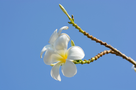 Plumeria Flowerの写真素材