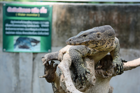 Lizardの写真素材