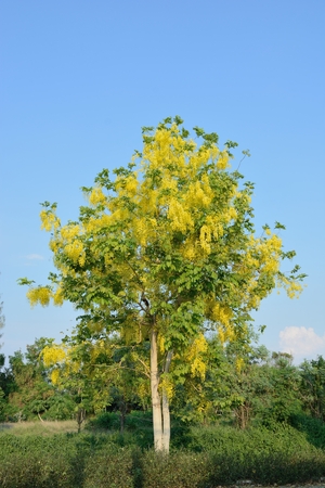Golden shower,cassia fistula tree,National flower of Thailandの写真素材