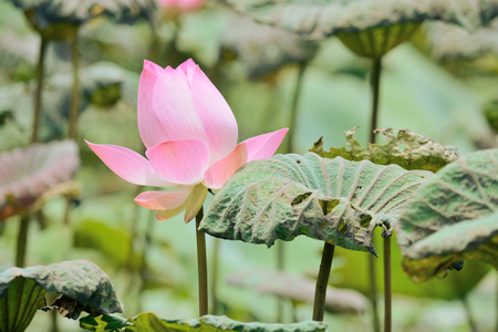 Pink lotus flower. Beautiful in the pondの写真素材