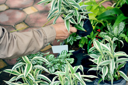 Hand holding pot of Ornamental plants in garden,Retro filterの写真素材